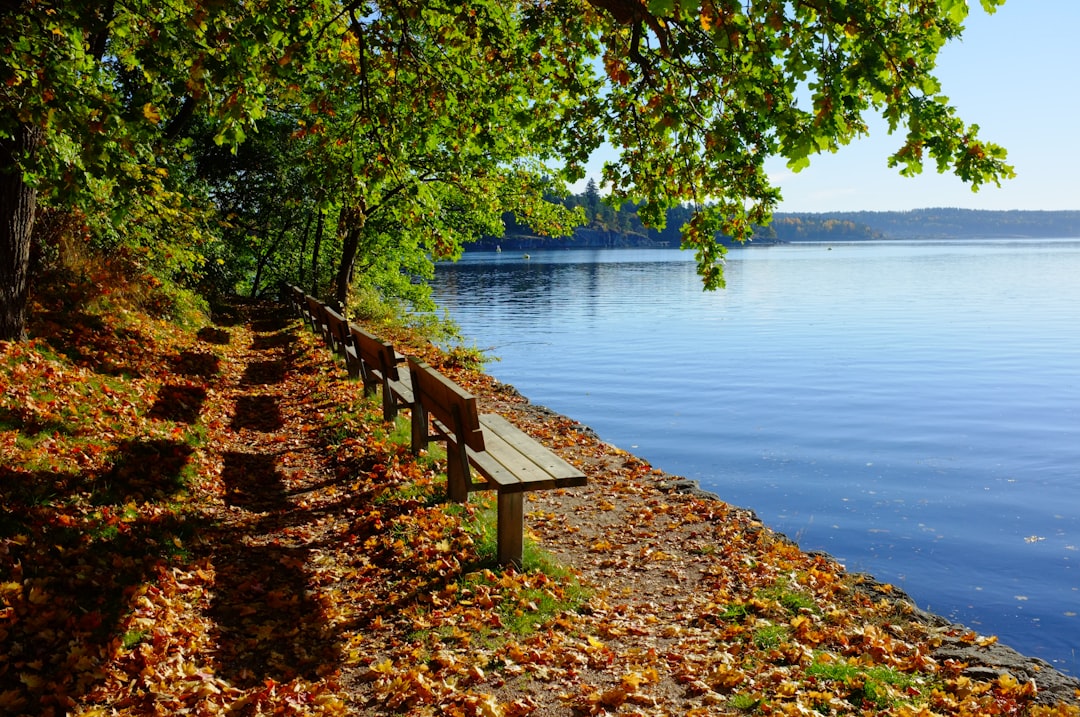 Unikke Campingoplevelser i Jylland: Ribe Camping som Din Ideelle Destination